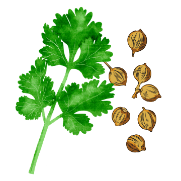 Coriander