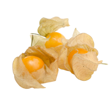 Ground Cherries
