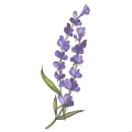Lavender