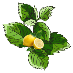 Lemon Balm