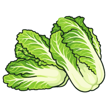 Napa Cabbage