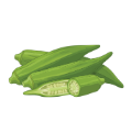 Okra