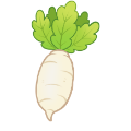 Radish